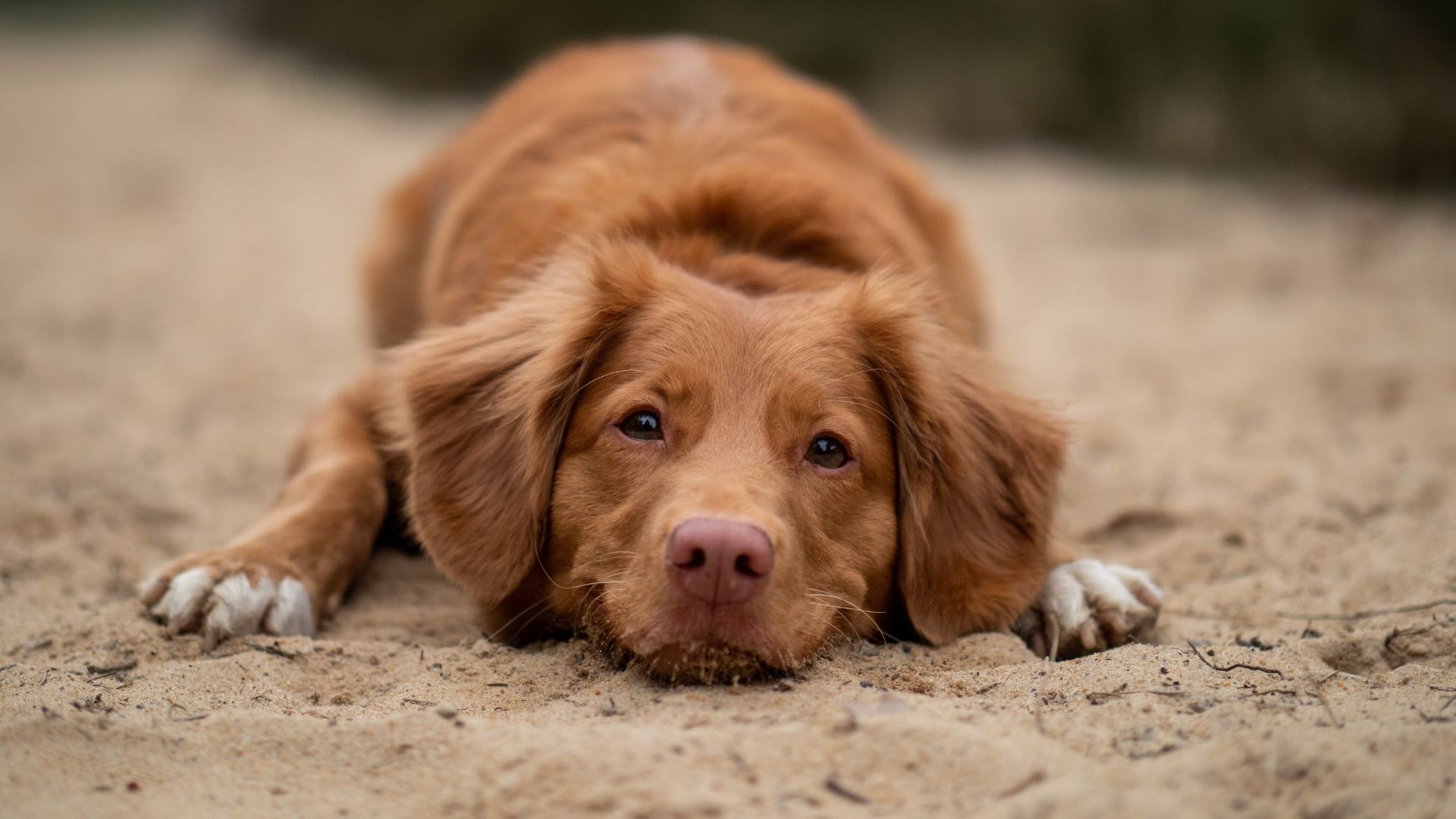 The Worthy Dog Shop -The Worthy Dog Shop Brown and Beige Minimalist Natural Skincare Product Presentation 16