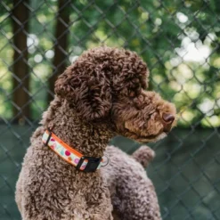 The Worthy Dog Tutti Frutti Adjustable Dog Collar