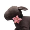 The Worthy Dog Birthday Girl Flower Adjustable Collar Attachment Accessory
