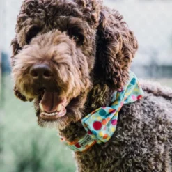 The Worthy Dog Tutti Frutti Adjustable Bow Tie Accessory -The Worthy Dog Shop GUEST dd5f92e6 7785 4415 9a4b 2e5a17a5ed6f